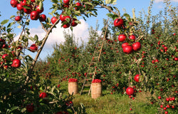 Apple Orchard Candle