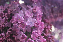 Mackinac Island Lilacs Candle
